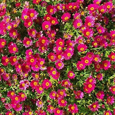 Sant'anna * San Remo